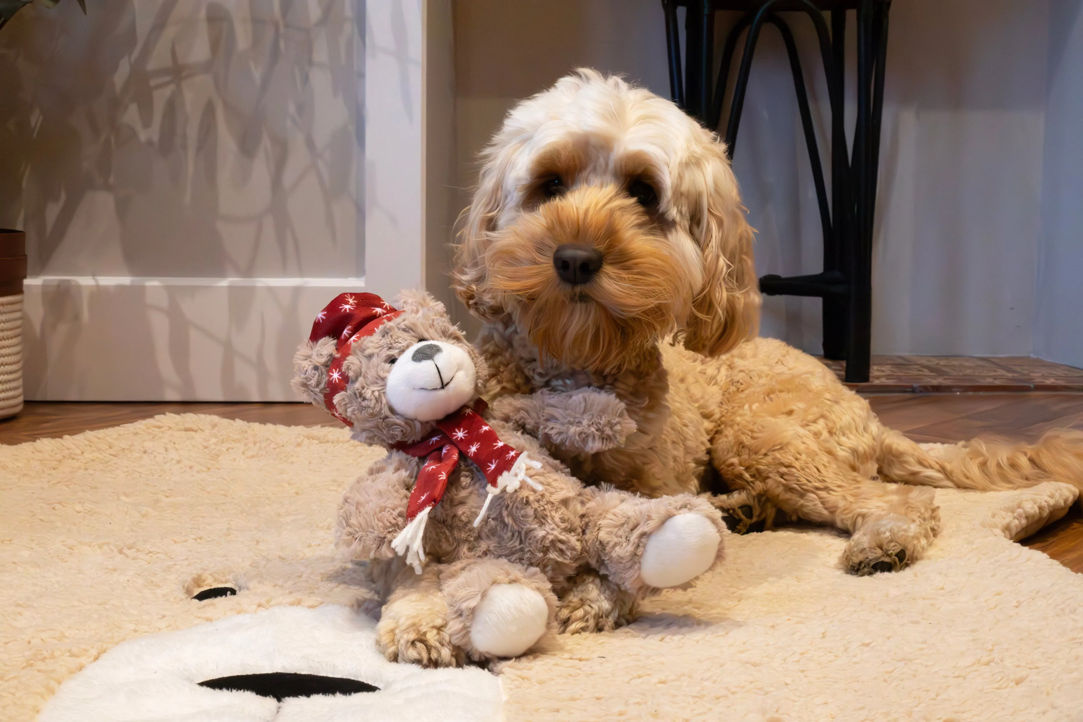 Brie Bear | Christmas Plush Teddy Toy for Dogs by Cupid & Comet