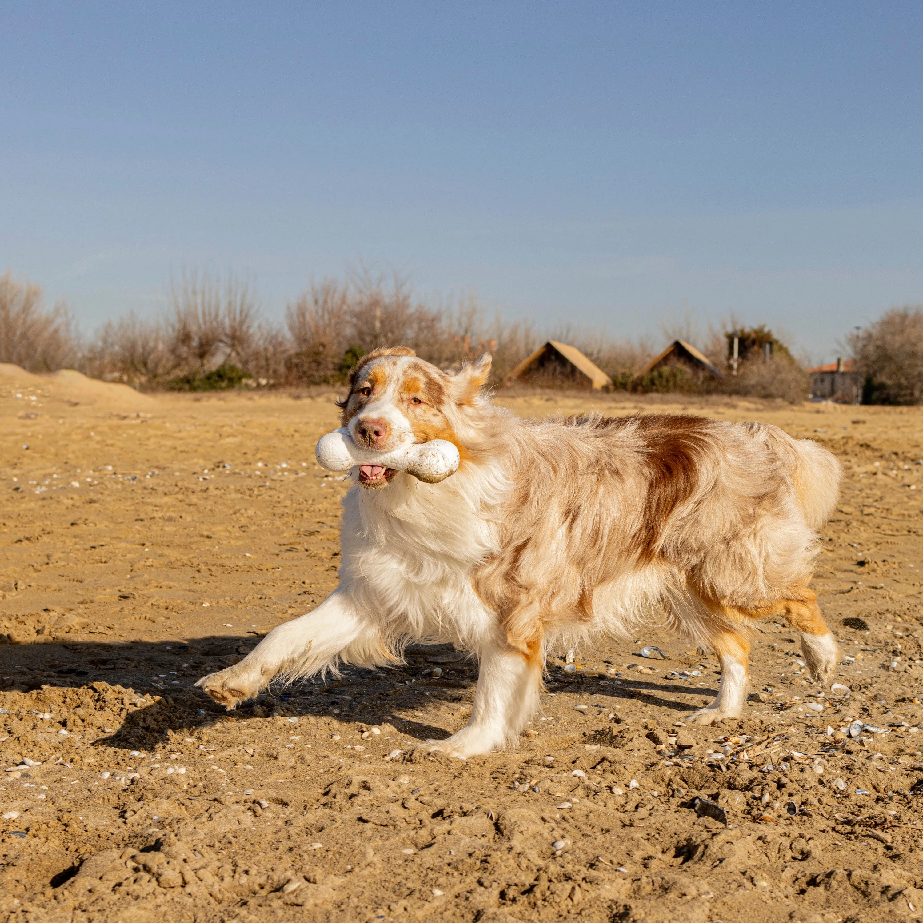 CHEWA BOING BONE