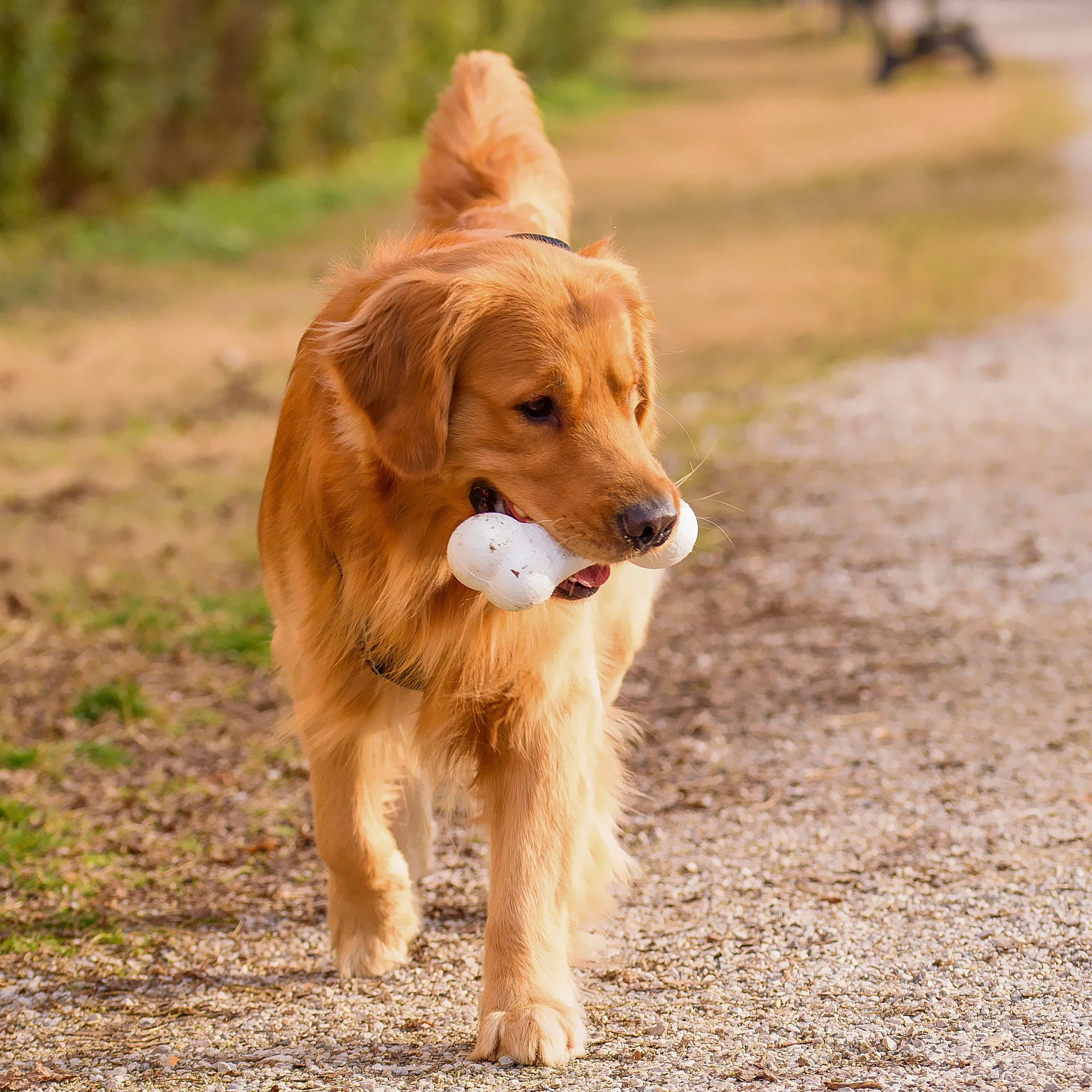 CHEWA BOING BONE