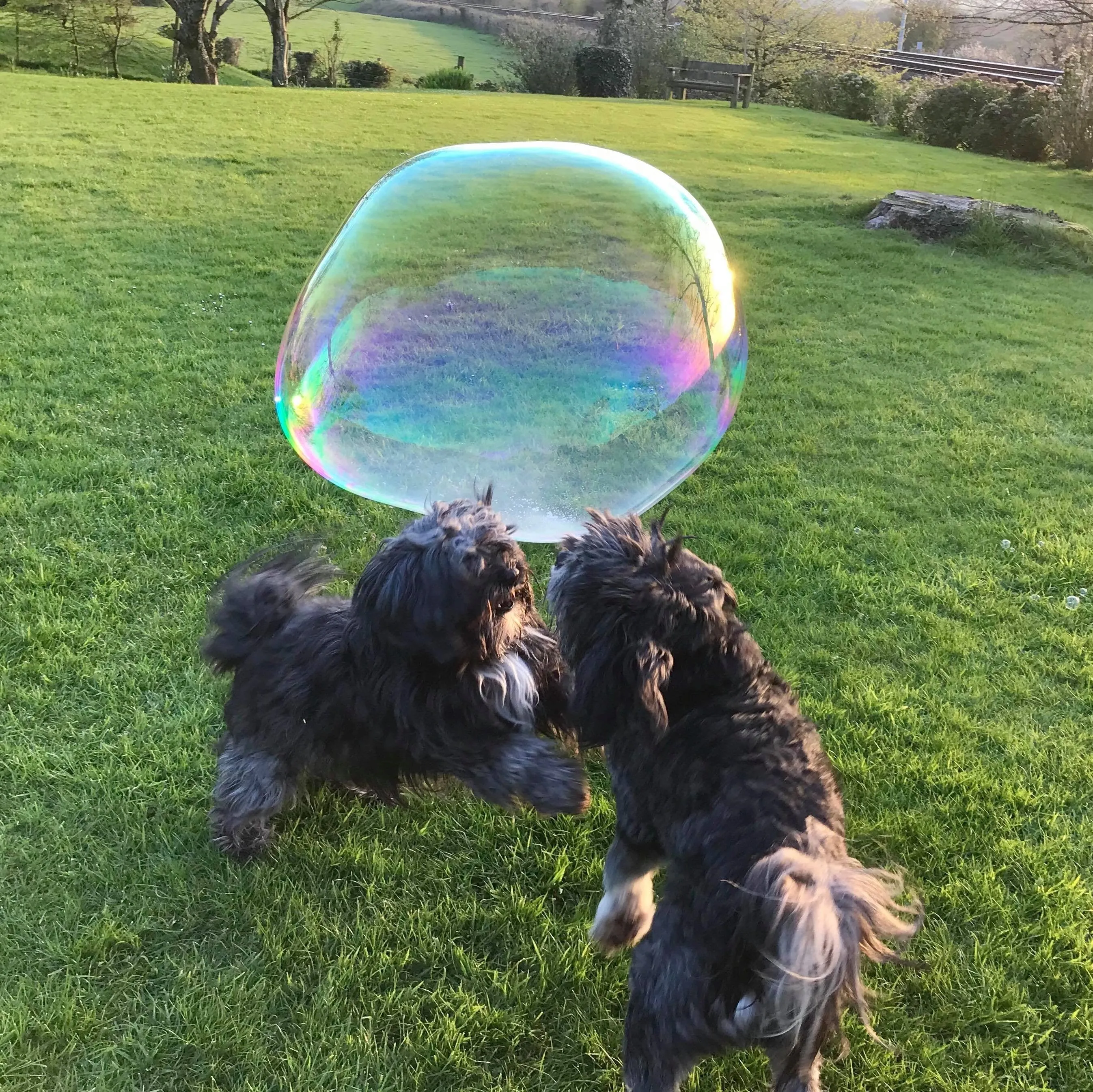 Dr Zigs Pet Bubbles