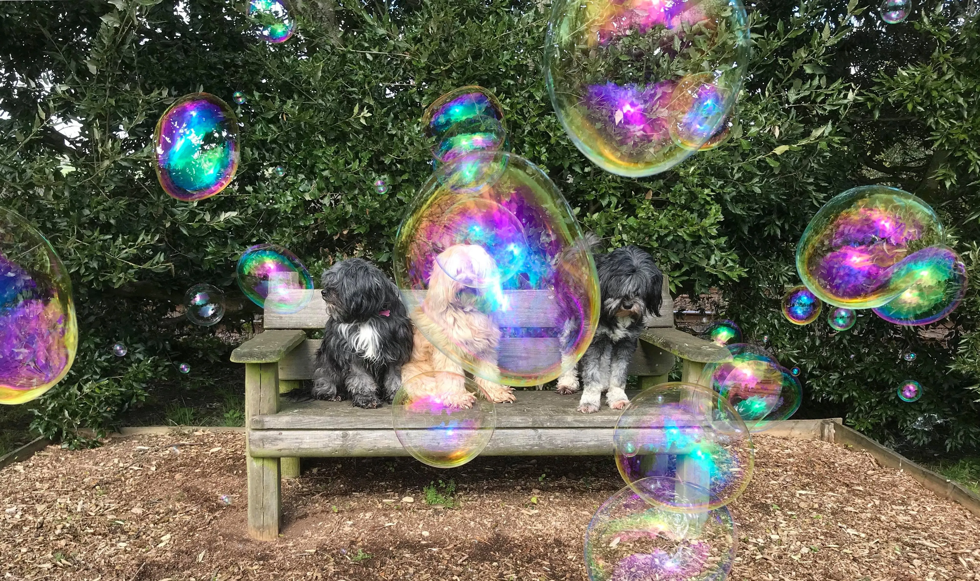 Dr Zigs Pet Bubbles