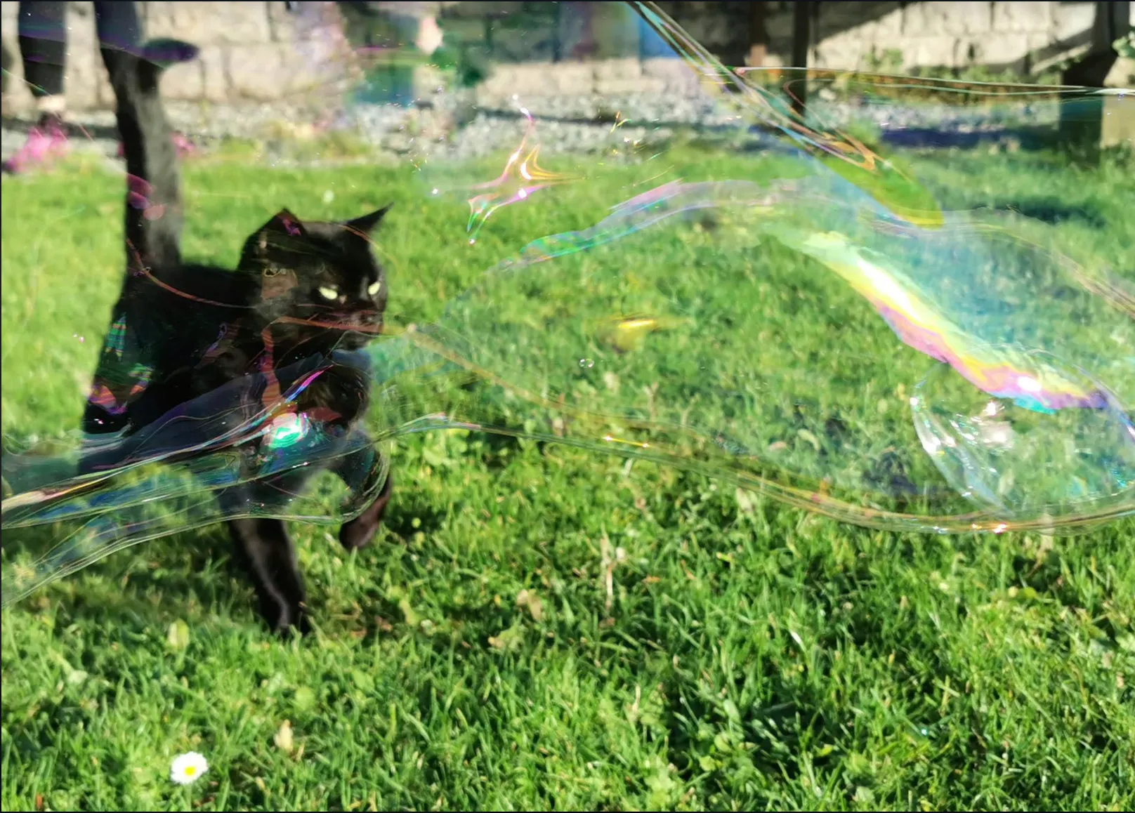 Dr Zigs Pet Bubbles