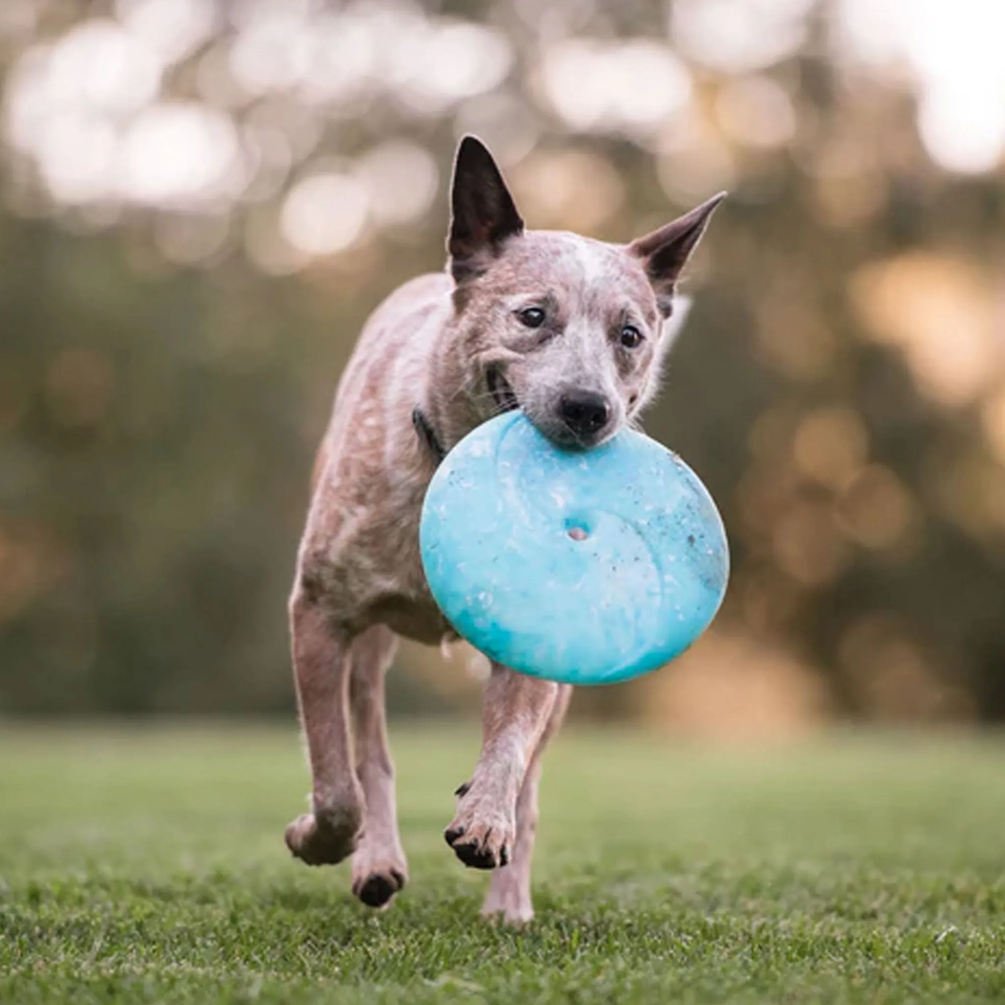 P.L.A.Y. ZoomieRex Disc Dog Toy - Blue