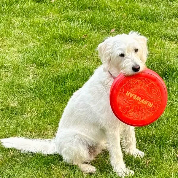 Ruffwear Camp Flyer