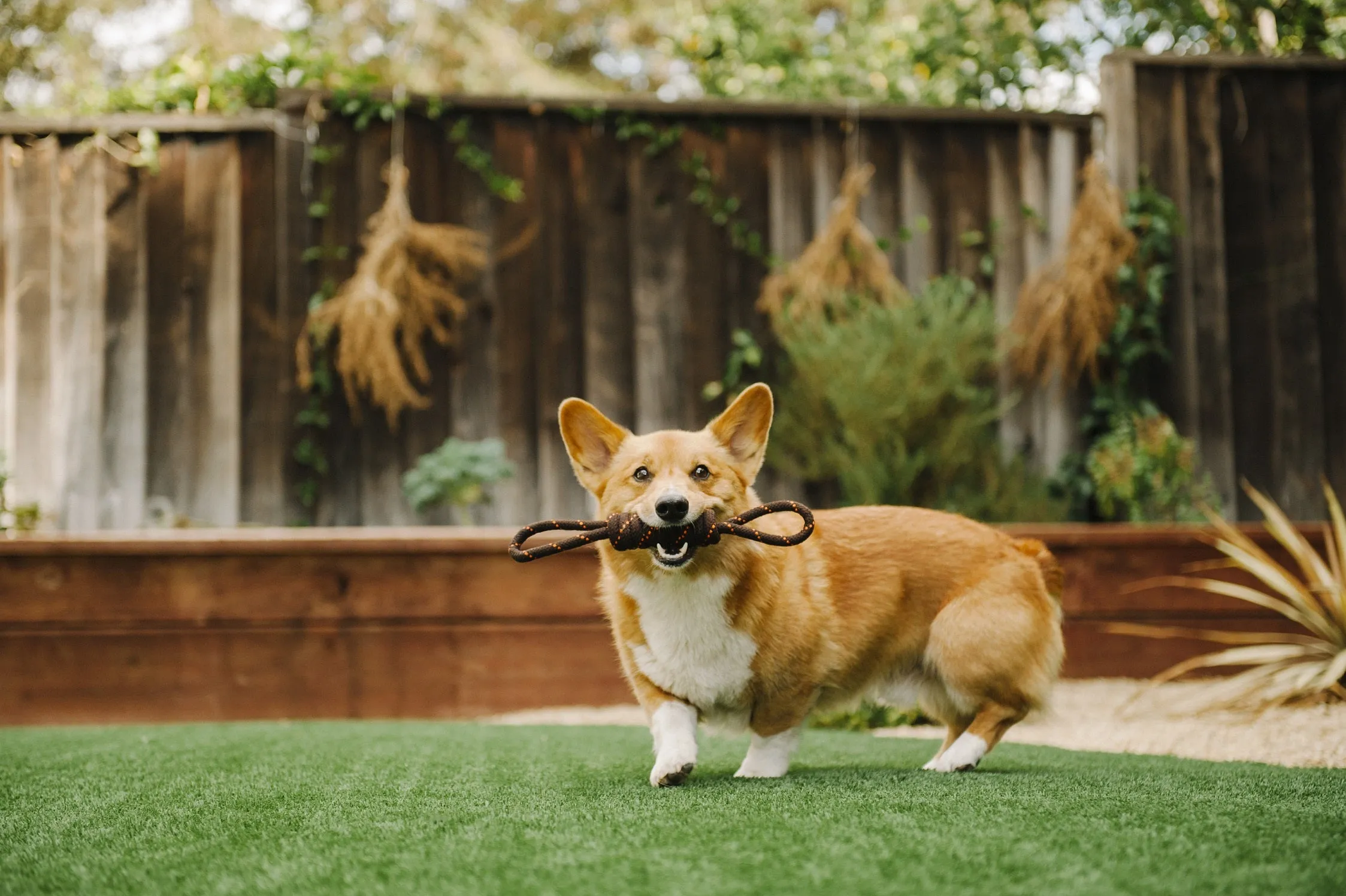 Tug Rope Toy