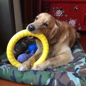 Ultimate Durable Dog Flying Disc Perfect for Aggressive Chewers